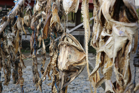Stockfisch in Island