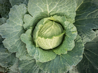 Fototapeta premium Lettuce closeup in the morning 