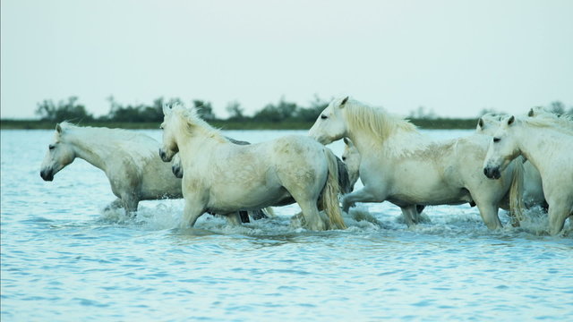 Camargue animal horses France tourist wildlife water