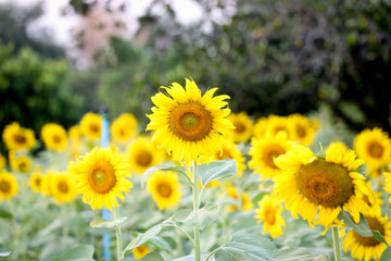 sun flower