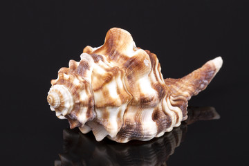 sea shell of horse conch isolated on black background