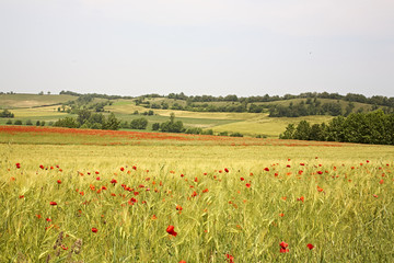 poppy landscape