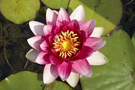 macro of pink nymphaea