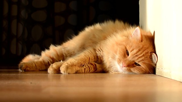 Beautiful domestic ginger cat sleeping.
