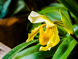 Beautiful Lady's Slipper Orchid