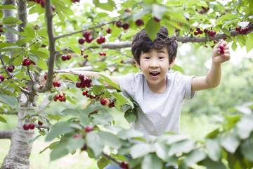 Happy boy picking cherries in orchard