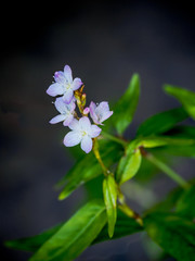 Closeup of Hairy Basil Flower
