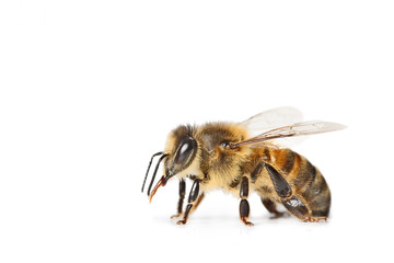 Biene isoliert auf weißem Hintergrund