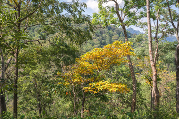 changing colors leaves on tree