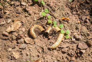 Carcasses of millipedes
