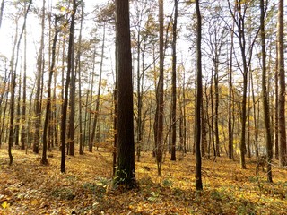 Deciduous forest in fall