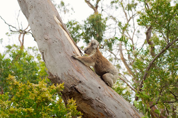 Koala bear climbing on a tree.