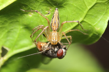 Jump spider in Thailand forest