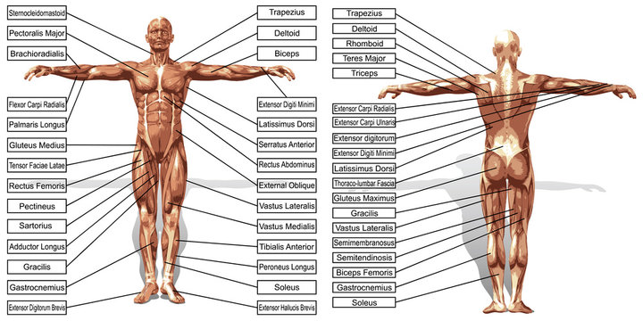 Vector 3D man muscle anatomy with text isolated