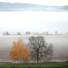 Nebel an einem Herbstmorgen