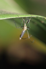 Small insects in the garden