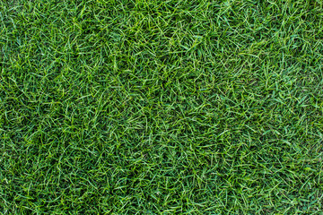 Background of a green grass. Texture green lawn