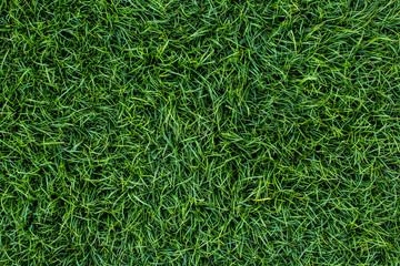 Background of a green grass. Texture green lawn