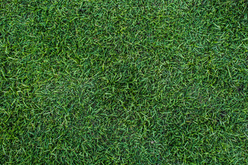 Fototapeta premium Background of a green grass. Texture green lawn