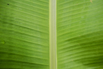 banana leaf