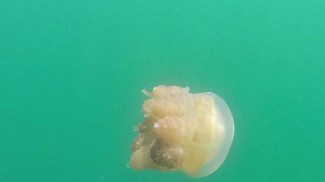 Palau, Micronesia, Pacific Ocean. Jellyfish Lake, marine lake on Eil Malk island in Rock Islands, Southern Lagoon. Golden jellyfish (Mastigias papua etpisoni) swimming underwater, marine life, animal
