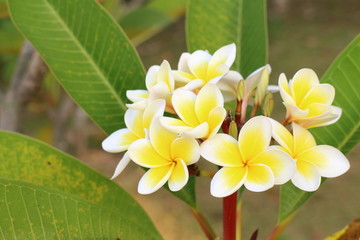 Thai temple flower