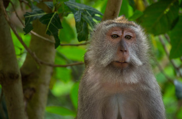 Makaken Affen Portrait