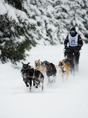 Sleddog race