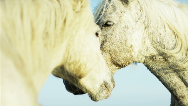 France Camargue animal horse wildlife Stallion Gelding travel
