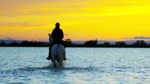 Cowboy Camargue animal horse sunrise water wetland freedom