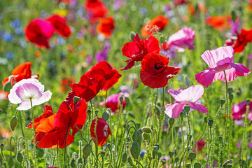 Naklejka premium spring meadow with red poppies