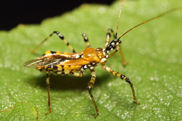 Small insects in the garden