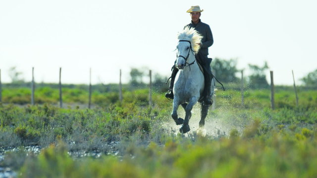Cowboy France Camargue rider white horse wetland freedom travel
