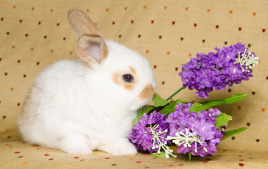 Cucciolo di coniglio mangia dei fiori viola