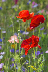 spring meadow with red poppies