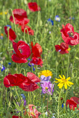 Fototapeta premium spring meadow with red poppies