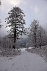 montagne innevate strade neve alberi neve nevicata inverno