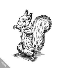 black and white engrave isolated squirrel illustration