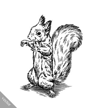 black and white engrave isolated squirrel illustration