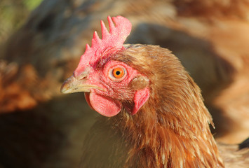 domestic hens raised on organic product