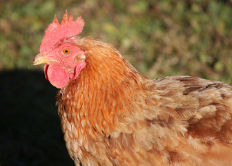 domestic hens raised on organic product