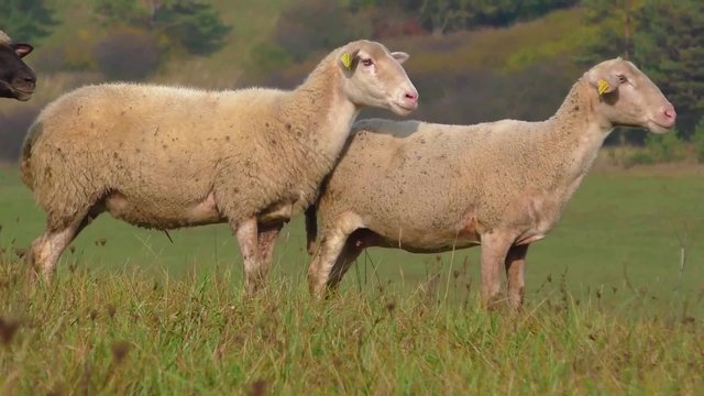 Flock of sheep runs away during herding in Slovakia
