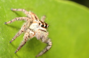 Fototapeta premium Jump spider in Thailand forest