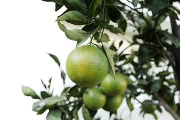citrus oranges grow on tree