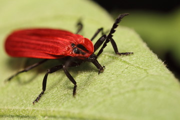 Small insects in the garden