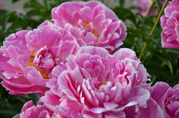 Beautiful big peony flowers 