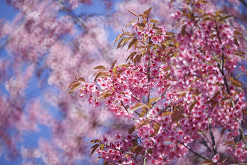 Cherry blossom, sakura flowers