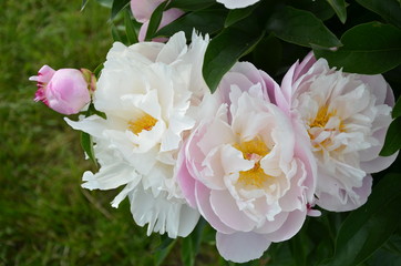 Beautiful blooming peony flowers 
