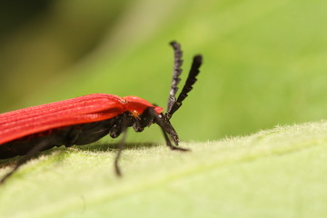 Small insects in the garden