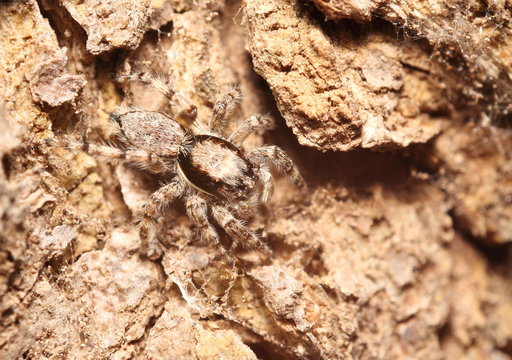 Jump spider in Thailand forest